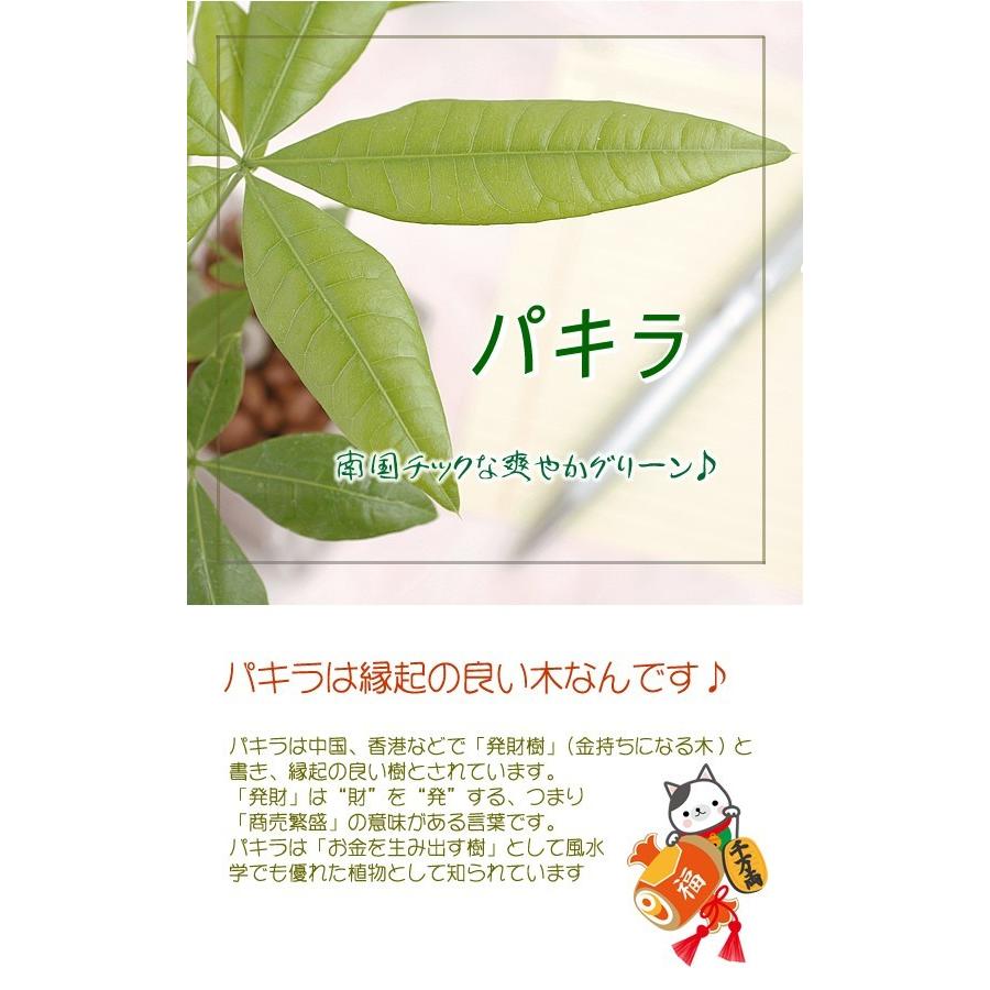 送料無料 幸せの木 金運の木発財樹 パキラ キューブ型角鉢 観葉植物 インテリア ギフト プレゼント Pakirabkaku フラワーポケット 塚口ガーデン 通販 Yahoo ショッピング