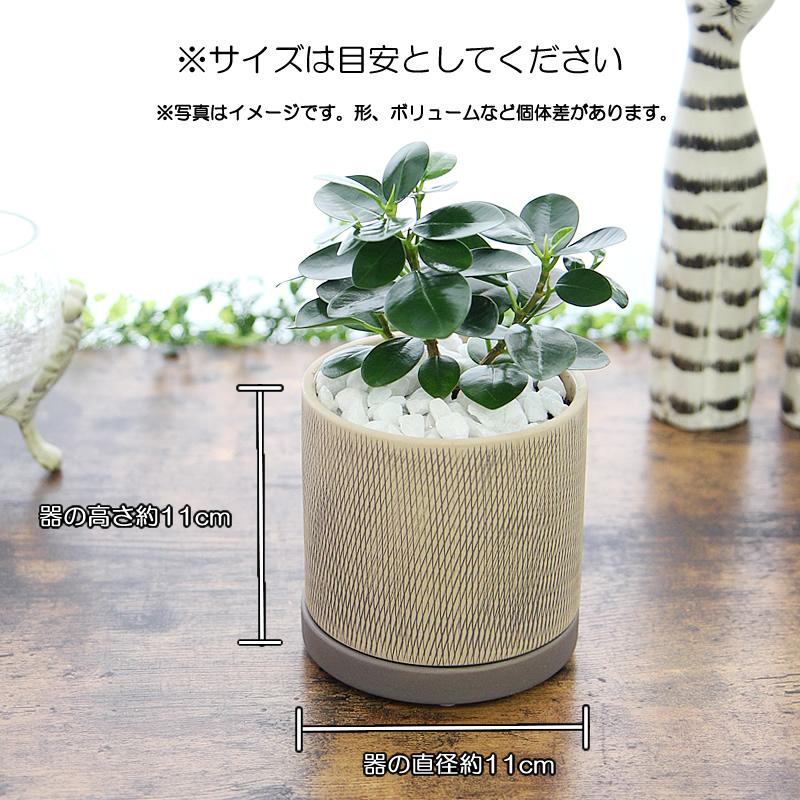 パンダガジュマル アミ模様丸陶器鉢 観葉植物 送料無料 プレゼント