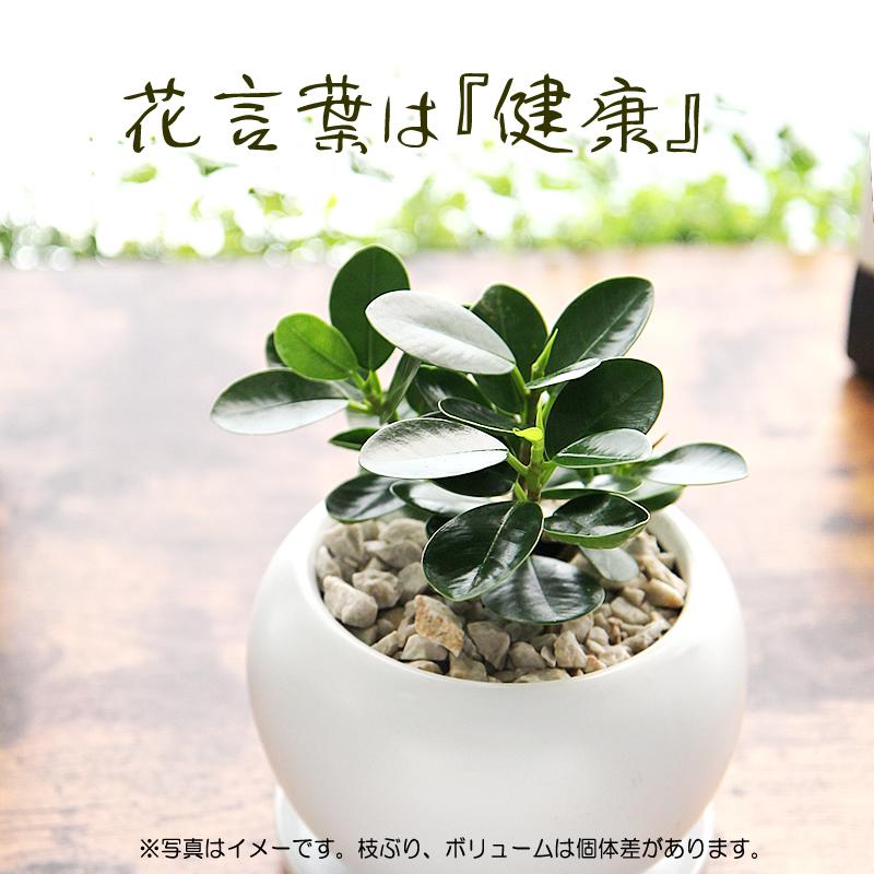 パンダガジュマル 白丸陶器鉢 観葉植物 送料無料 プレゼント ギフト