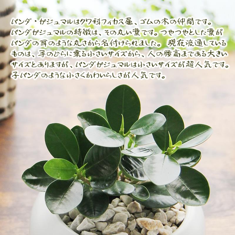 パンダガジュマル 白丸陶器鉢 観葉植物 送料無料 プレゼント ギフト