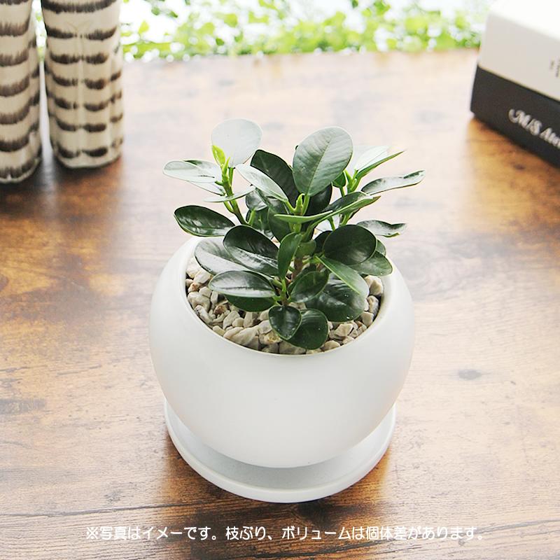 パンダガジュマル 白丸陶器鉢 観葉植物 送料無料 プレゼント ギフト