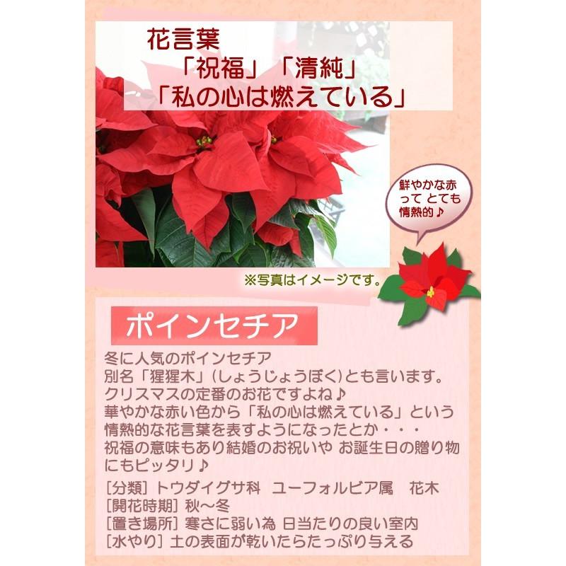 ポインセチア クリスマス お歳暮 ギフト ポインセチア 季節のお花グルーピングバスケット ボリュームセット 鉢植え 送料無料 Poinyose フラワーポケット 塚口ガーデン 通販 Yahoo ショッピング