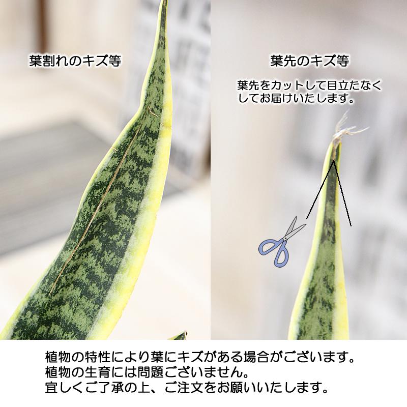 サンセベリア サンスベリア ローレンチ トラノオ 6号 鉢カバー付き