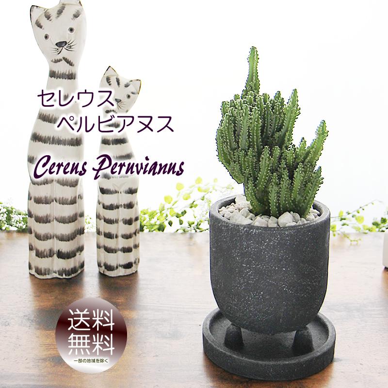 モコモコ育つ セレウスペルヴィアヌス 黒丸三足器 サボテン 多肉