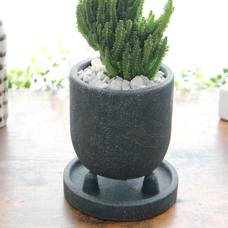 モコモコ育つ セレウスペルヴィアヌス 黒丸三足器 サボテン 多肉植物