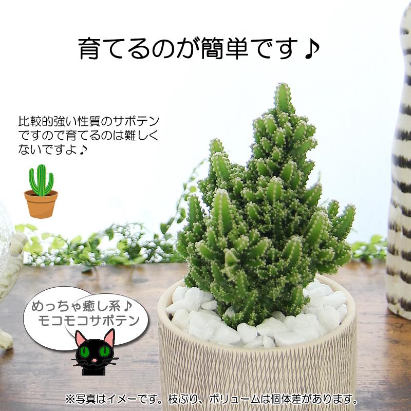モコモコ育つ セレウスペルヴィアヌス サボテン アミ模様丸陶器鉢 多肉