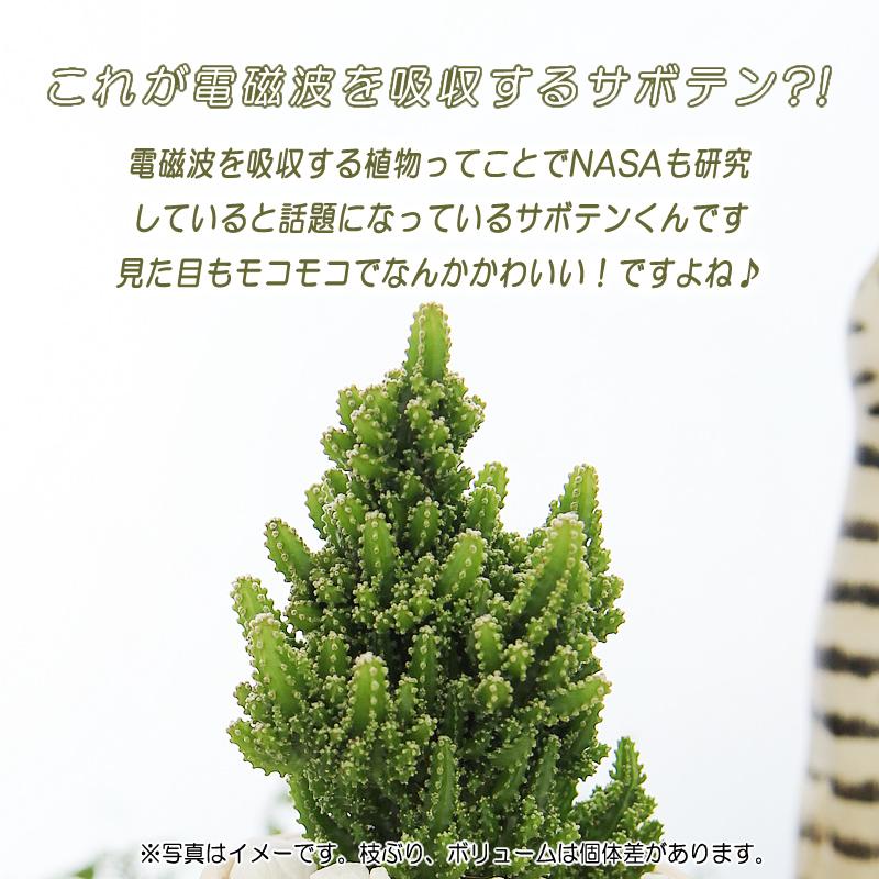 モコモコ育つ セレウスペルヴィアヌス サボテン アミ模様丸陶器鉢 多肉