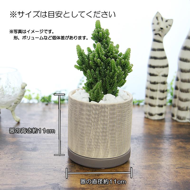 モコモコ育つ セレウスペルヴィアヌス サボテン アミ模様丸陶器鉢 多肉