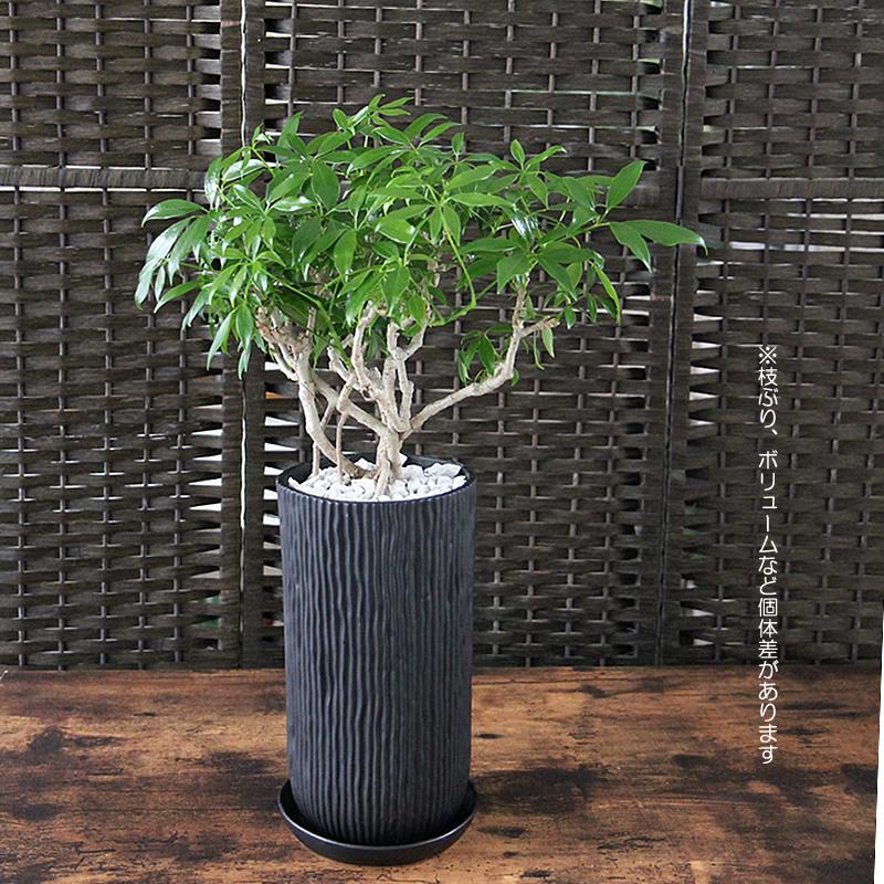 フィカス・ウンベラータ 樹高175cm