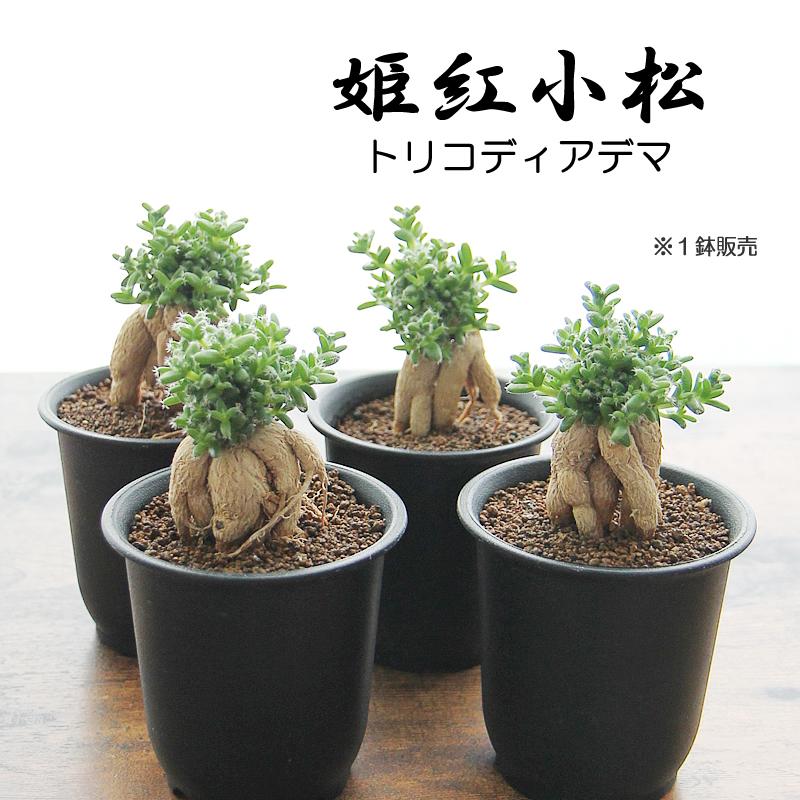 姫紅小松 トリコディアデマ 3号プラ鉢 1個販売 根上がり 塊根植物 多肉