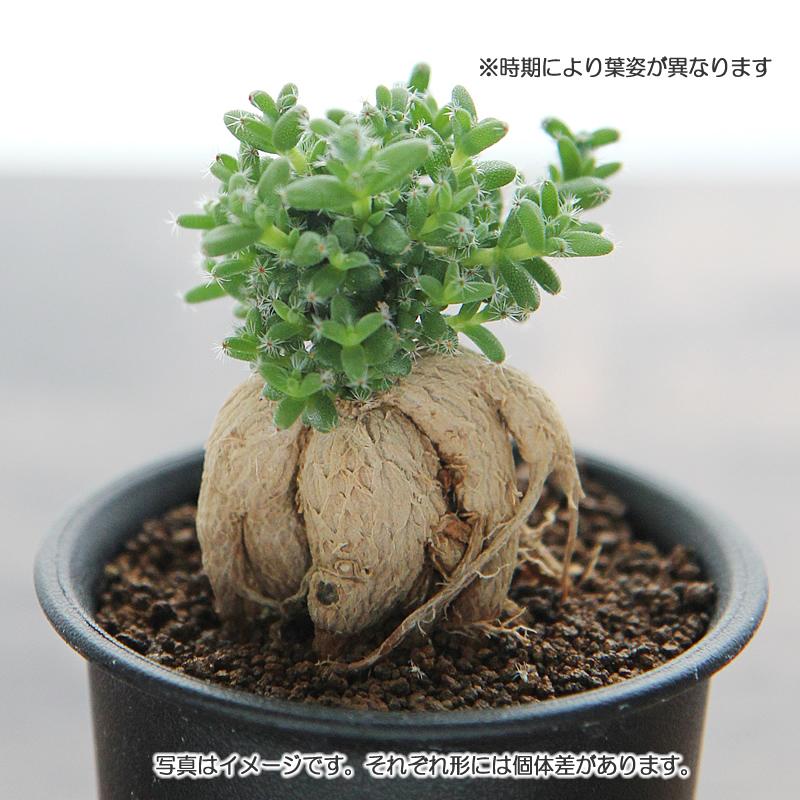 姫紅小松 トリコディアデマ 3号プラ鉢 1個販売 根上がり 塊根植物 多肉