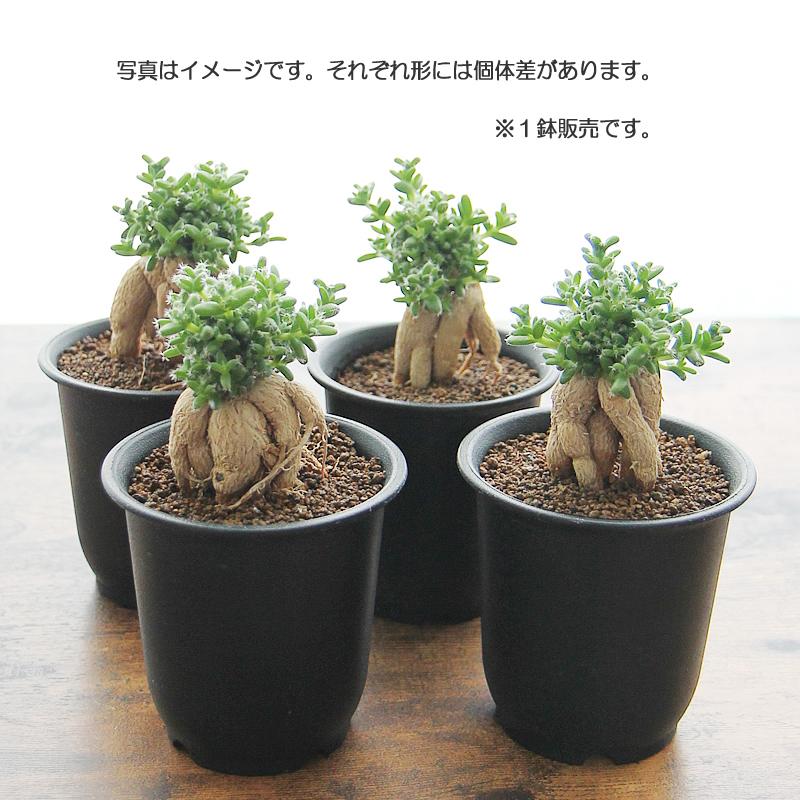 塊根植物 3頭多幹型 約20cm 発根済 姫紅小松 トリコディアデマ 3号プラ鉢 1個販売 根上がり 塊根植物 多肉