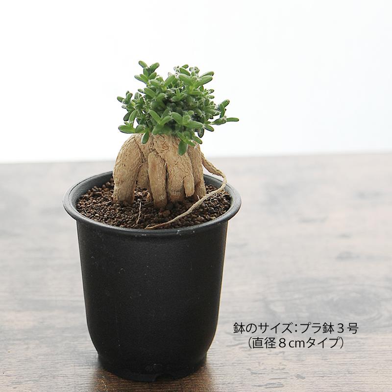 姫紅小松 トリコディアデマ 3号プラ鉢 1個販売 根上がり 塊根植物 多肉