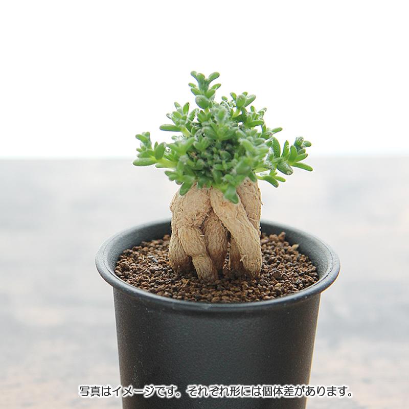 姫紅小松 トリコディアデマ 3号プラ鉢 1個販売 根上がり 塊根植物 多肉