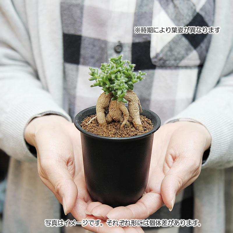 塊根植物 3頭多幹型 約20cm 発根済 姫紅小松 トリコディアデマ 3号プラ鉢 1個販売 根上がり 塊根植物 多肉