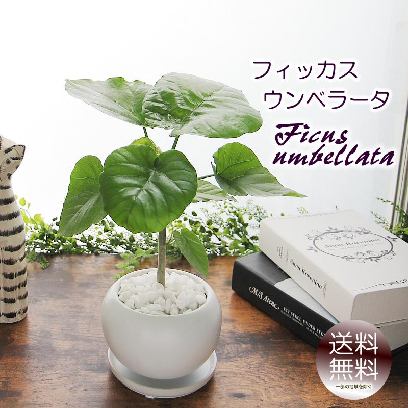 さーあ　フィカス　ウンベラータ　スタンド仕立て　陶器鉢　植え込み発送 さーあ様専用 フィカス ウンベラータ スタンド仕立て 陶器鉢