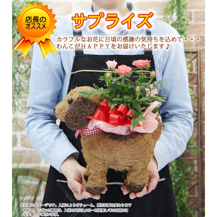 可愛い瞳が人気 わんこの背中に鉢花 観葉植物 犬 プレゼント ギフト