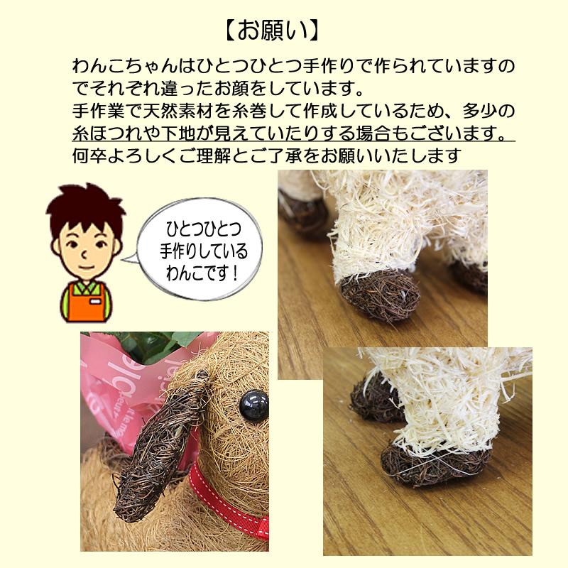 可愛い瞳が人気 わんこの背中に鉢花 観葉植物 犬 プレゼント ギフト