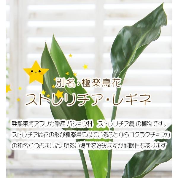 送料無料 選べる観葉植物 選べるモダンカラー陶器鉢 モンステラ エバーフレッシュ テーブルヤシ チャメンドラ レギネ ガジュマル ゴム Yashcyok フラワーポケット 塚口ガーデン 通販 Yahoo ショッピング