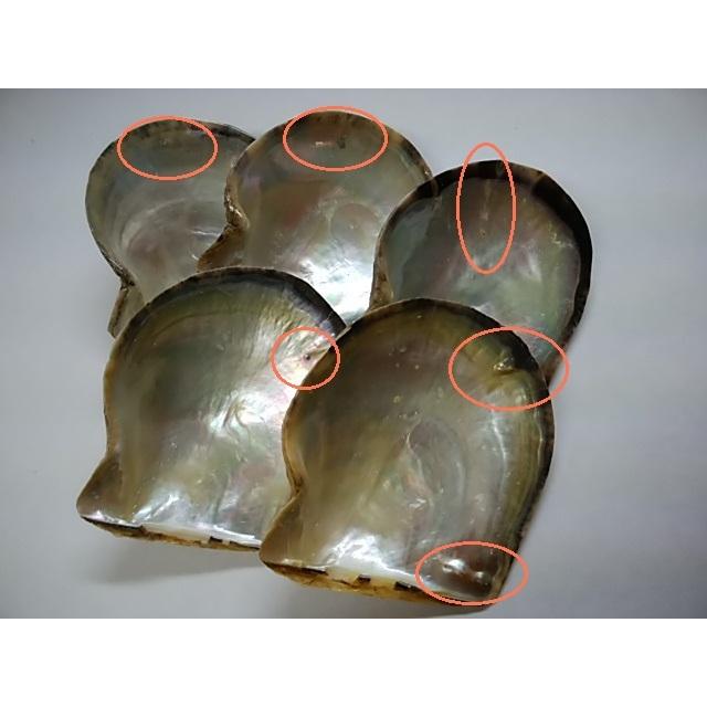 あこや貝 貝殻 アコヤ貝 Akoya Tsukasa Pearl 通販 Yahoo ショッピング