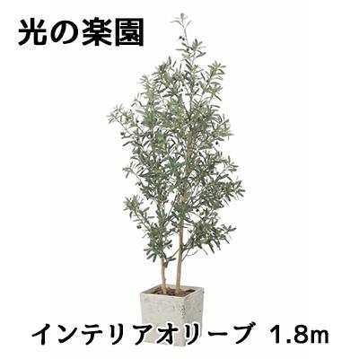 個人様購入可能】○ 光の楽園 (2510A580) インテリア オリーブ 1.8m 