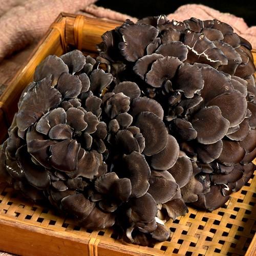 マイタケ舞茸クロフ信州産1259g