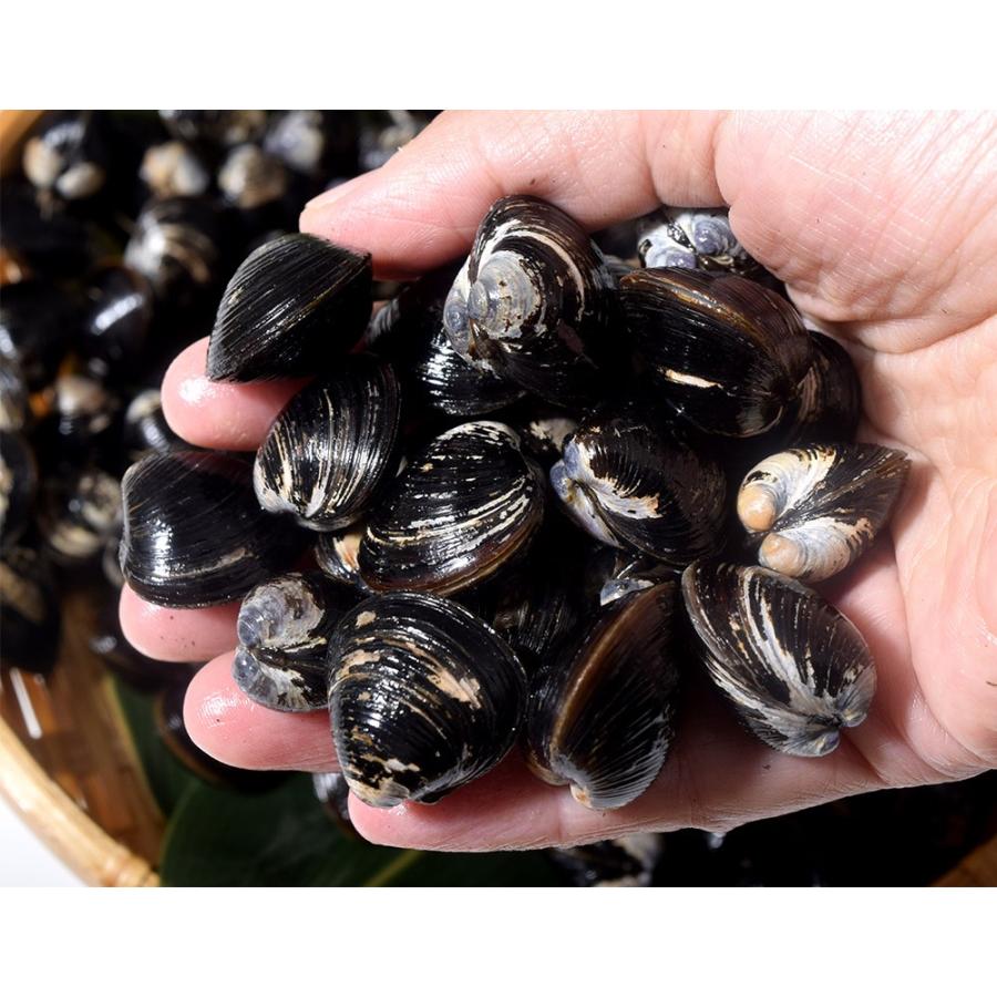 しじみ シジミ 蜆 宍道湖産 大和しじみ 100g 3袋 計300g 大粒 砂抜き済 水洗い済 冷凍同梱可能 1z117 イエノミドットコム 通販 Yahoo ショッピング