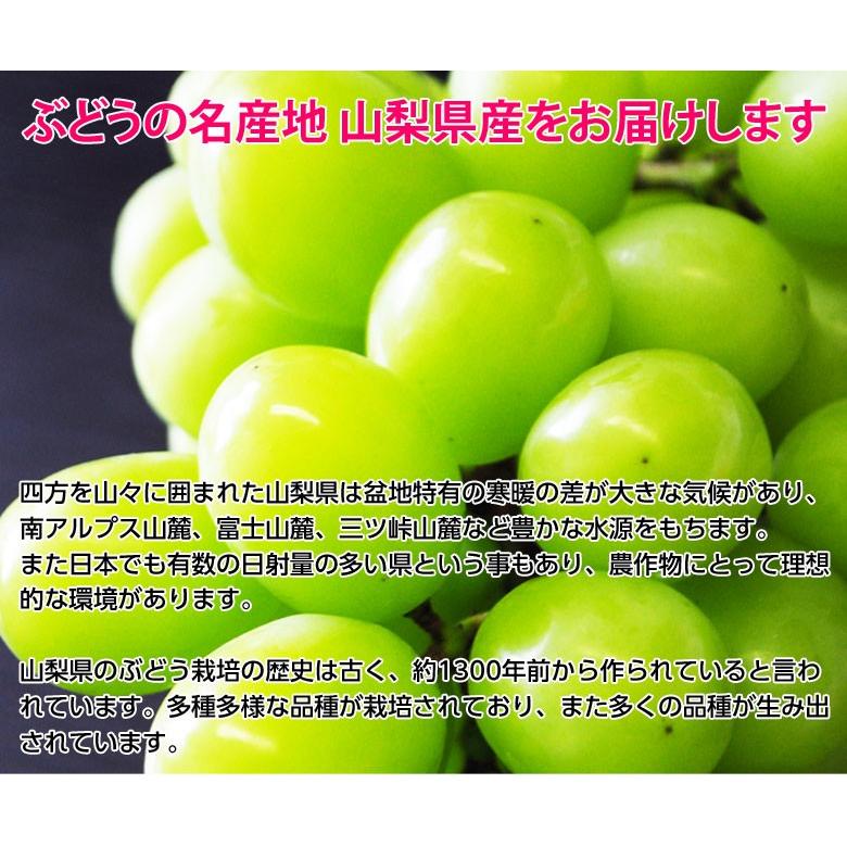 葡萄 ぶどう 山梨県産 シャインマスカット 4房セット（合計　約1.6kg）※常温または冷蔵 送料無料｜tsukiji-ichiba2｜06