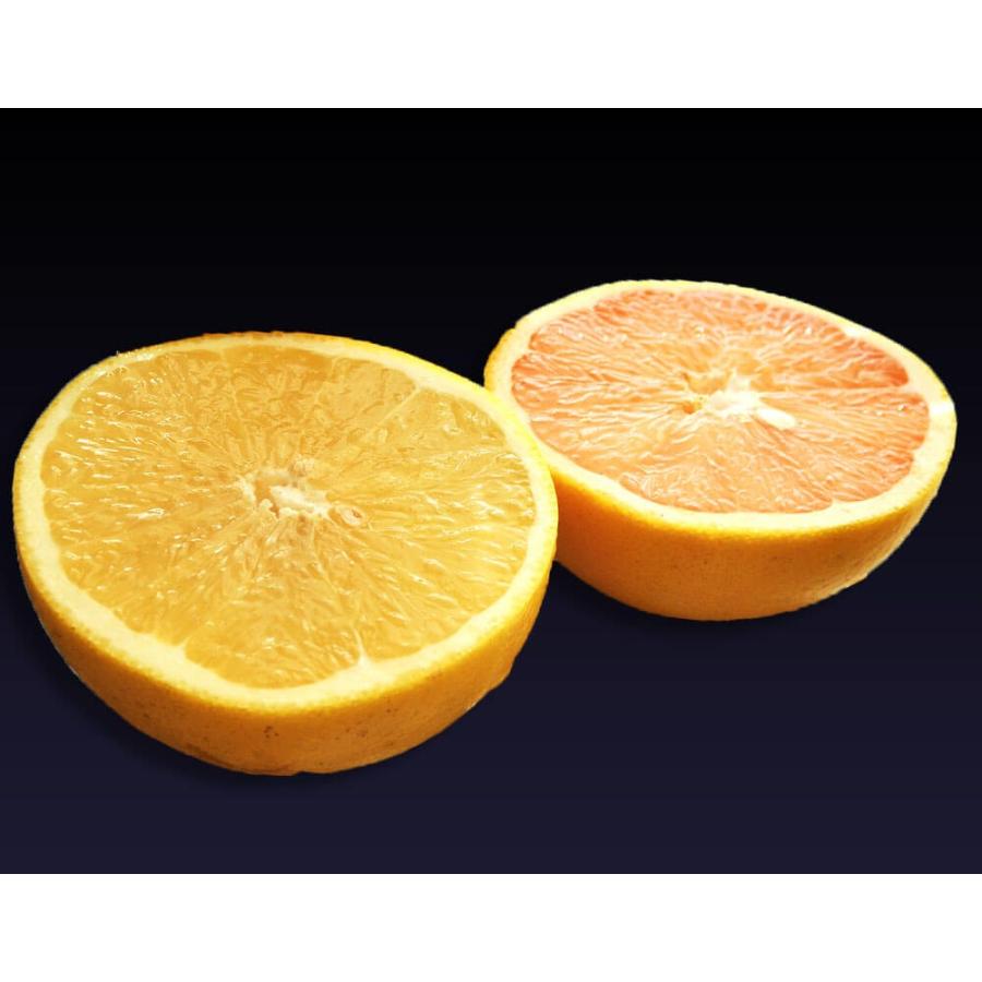 柑橘 フロリダ産 ゴールデンクラウン グレープフルーツ ルビー＆ホワイト 約2.5kg×2箱（1箱：6〜8玉入） 送料無料　｜tsukiji-ichiba2｜02