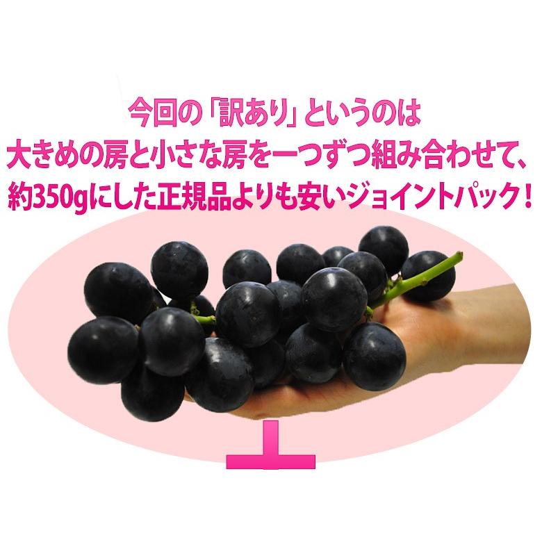 ぶどう 葡萄 ブドウ 巨峰 訳あり 長野県 種あり巨峰 約350g×10パック 約3.5kg 送料無料 ぶどう