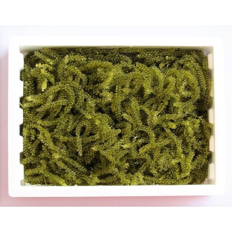 海ブドウ 沖縄県産 海ぶどう 約300g シークヮーサーのタレ6個付き 常温 シークヮーサー 海藻類 沖縄 送料無料 Spot0421 4 イエノミドットコム 通販 Yahoo ショッピング