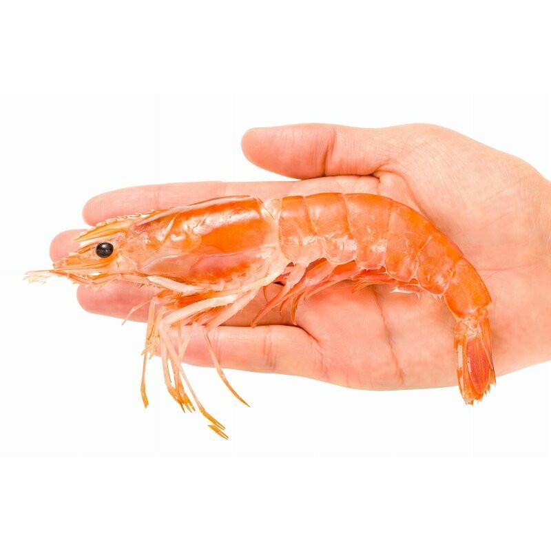 赤海老 赤えび 2kg 特大 L2 40〜60尾 業務用 1箱 赤エビ あか