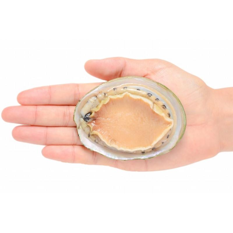 アワビ あわび Lサイズ 1kg 1箱12個入り(殻つきお刺身用アワビ アワビ あわび Lサイズ 1kg 1箱12個入り(殻つきお刺身用アワビ