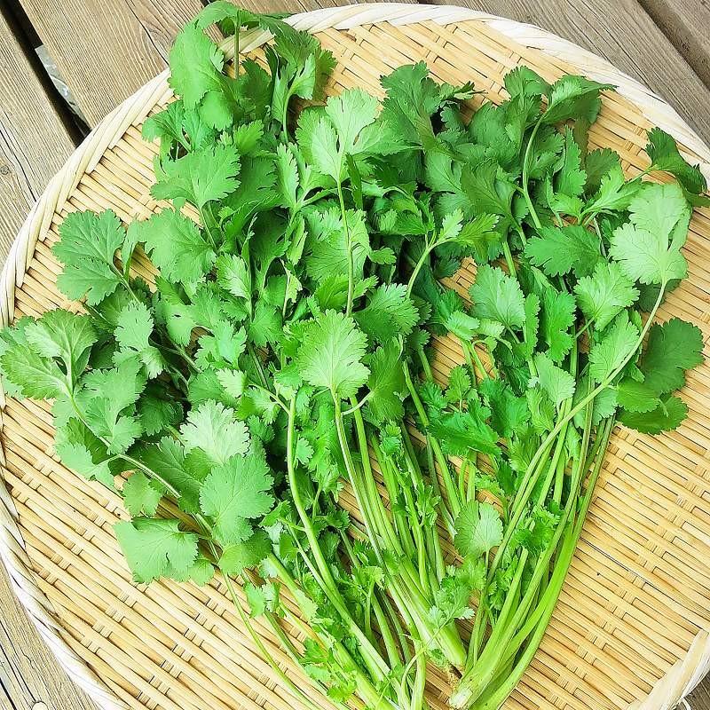 ドライパクチー 25g 3パック ポイント 消化 メール便 Dry Pakuchi 3p うに カニ まぐろなら築地の王様 通販 Yahoo ショッピング