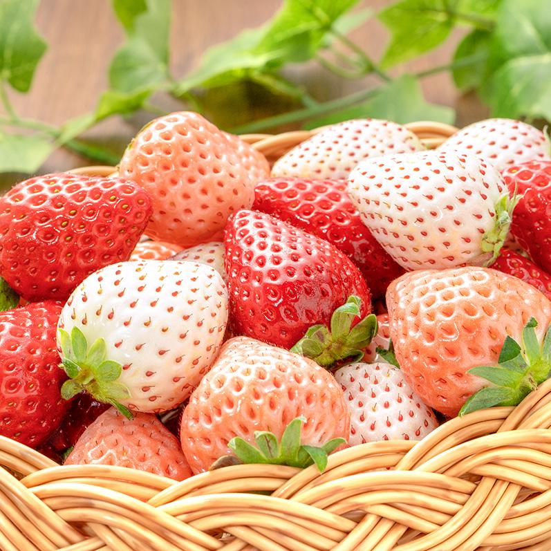 いちご3種食べ比べセット 250g×4パック 合計1kg 1箱 2パック 古都華