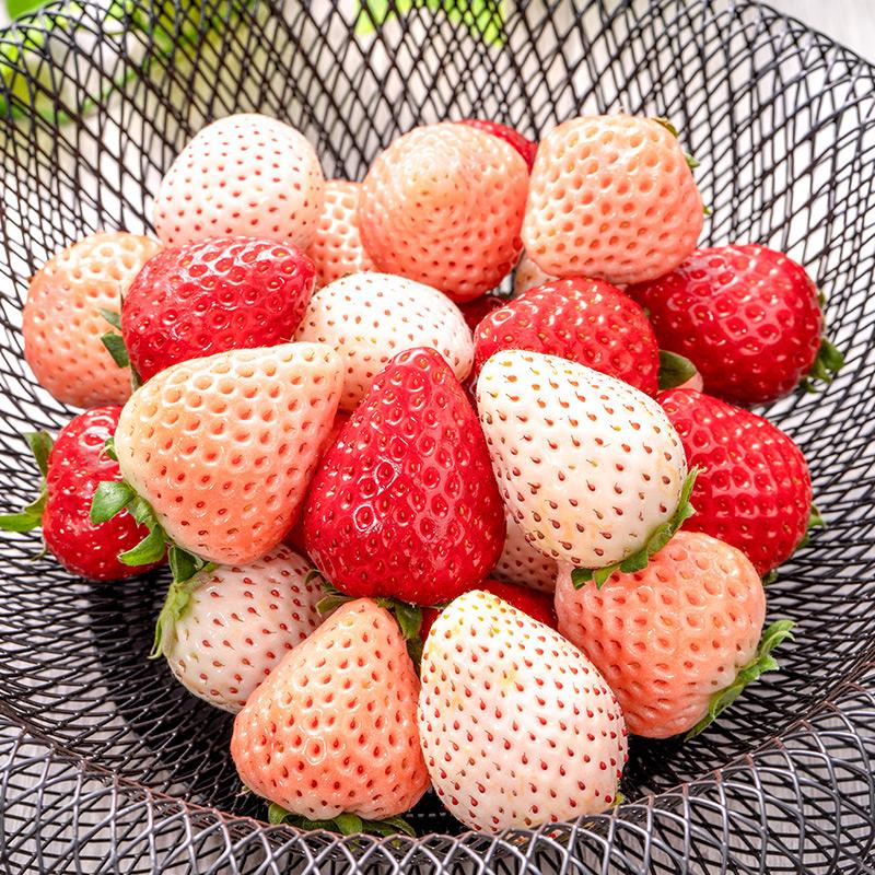 いちご3種食べ比べセット 250g×4パック 合計1kg 1箱 2パック 古都華