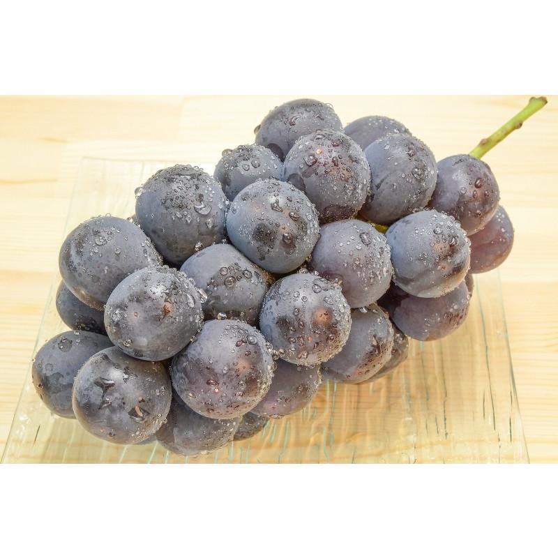 ピオーネ 山梨県 長野県産 種なし 1箱 2kg前後 650g前後×3房 3L サイズ