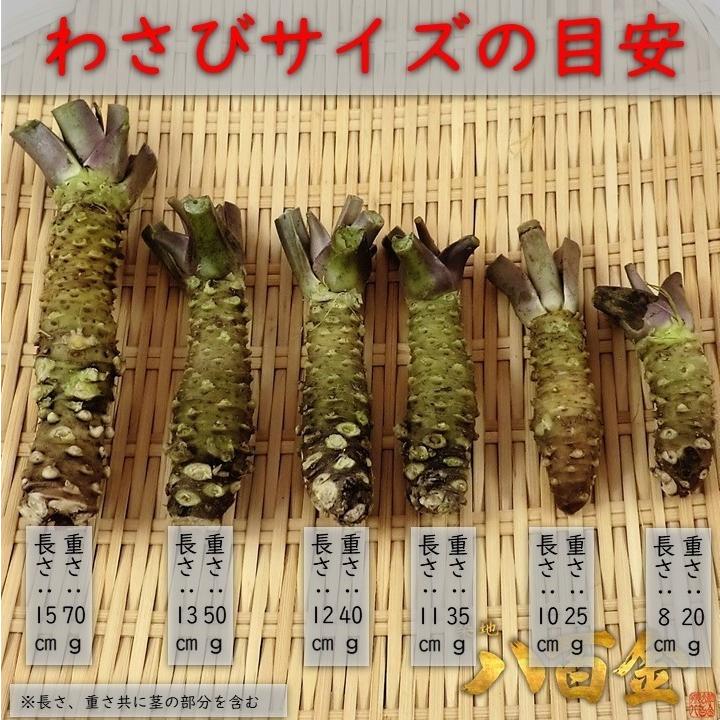 御殿場産 生山葵(わさび)大(50〜60g前後/本)真妻種 本わさび 御殿場産 生山葵(わさび)大(50〜60g前後/本)真妻種 本わさび