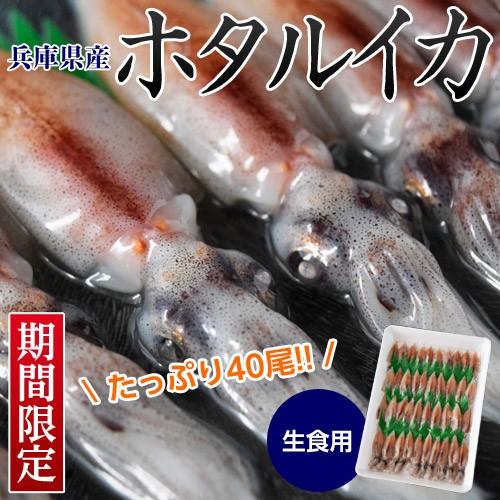 384円 22春夏新色 兵庫産 ホタルイカ たっぷり40尾 生食用 冷凍 Sea