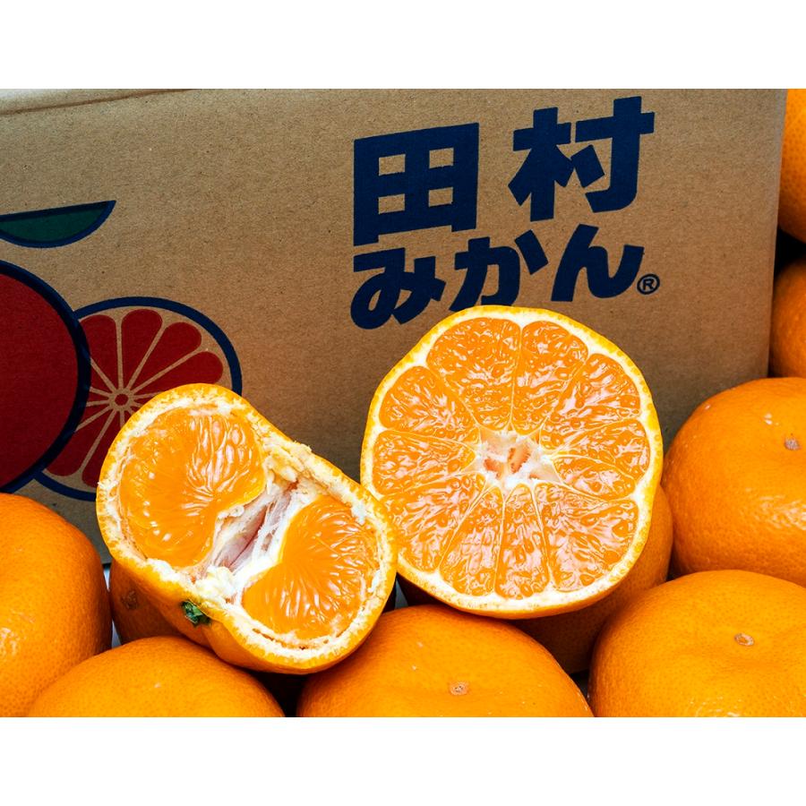 お試し 畑さんの『田村みかん（極晩生高糖度品種：今村温州）』 和歌山