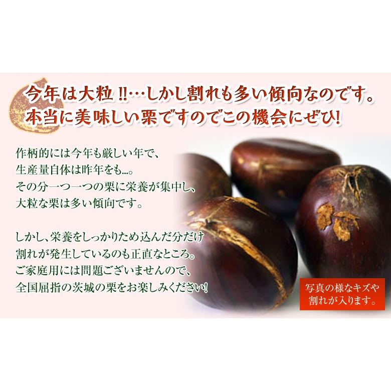 栗 くり クリ 訳あり 茨城県産 飯沼栗 2L(割れ) 約1kg (目安 27粒前後