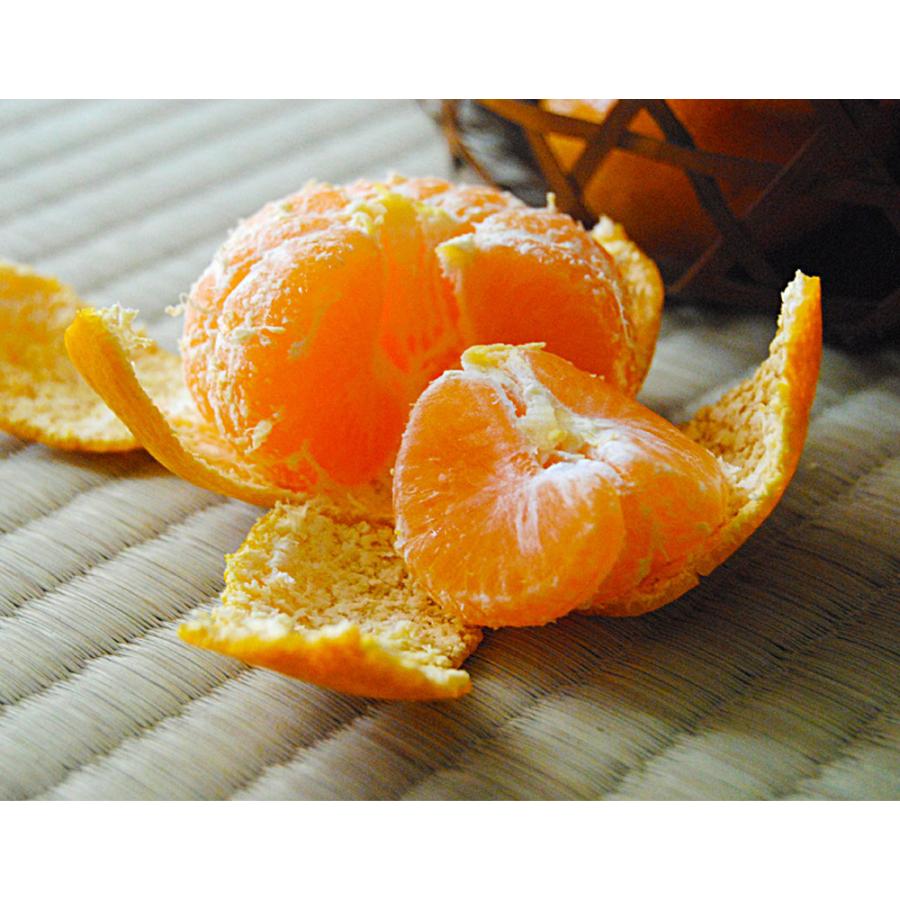 2箱】糖度12度選別 味ロマン 長崎県産 みかん 2S〜M 約2.5kg×2箱 産地