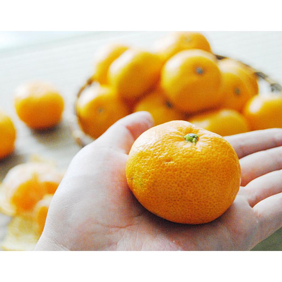 糖度12度選別 極甘みかん Ja長崎せいひ 味ロマン 約2 5kg 2s M 2箱 長崎県産 多少のキズ有 常温 送料無料 3a 1 豊洲からの直送便 ヤフー店 通販 Yahoo ショッピング