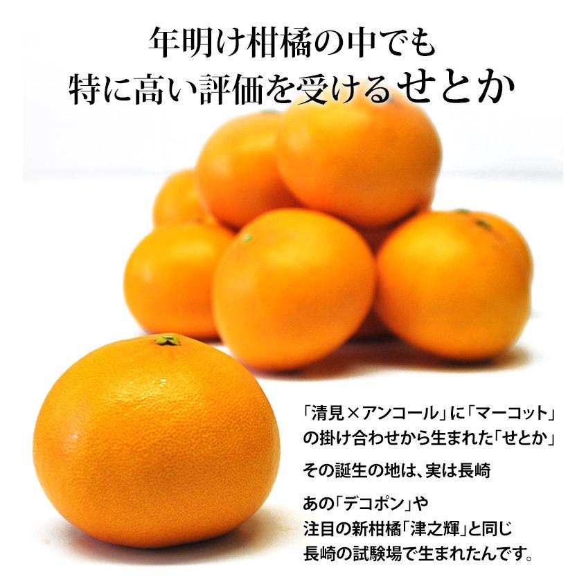 大玉 せとか 長崎県産 柑橘 3〜4L 約3kg（8〜10玉）産地箱 ※常温 JA