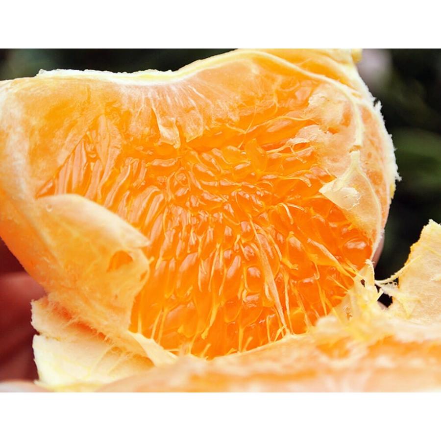 大玉 せとか 長崎県産 柑橘 3〜4L 約3kg（8〜10玉）産地箱 ※常温 JA