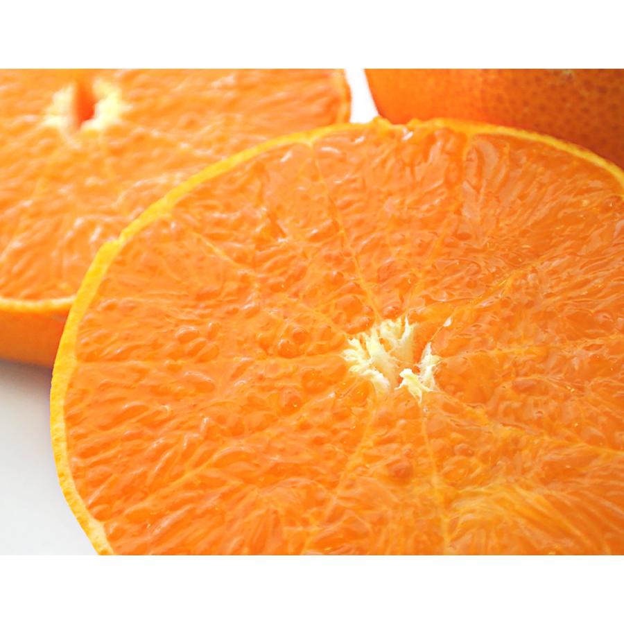 大玉 せとか 長崎県産 柑橘 3〜4L 約3kg（8〜10玉）産地箱 ※常温 JA