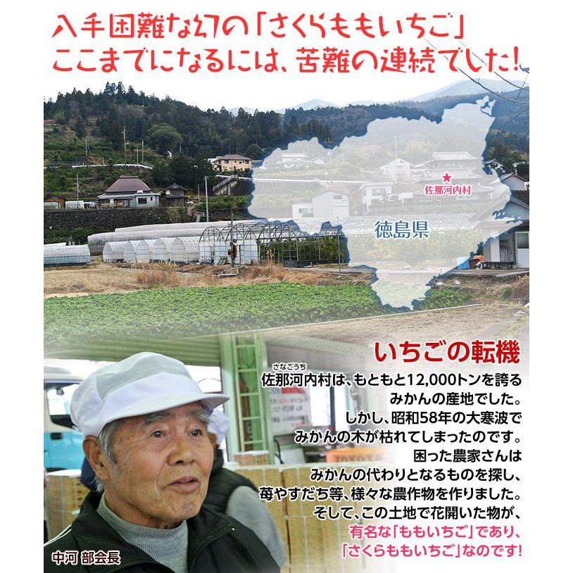 いちご 徳島県佐那河内 さくらももいちご A〜2A又はL〜2L 約220g×2パック｜tsukijiichiba｜04