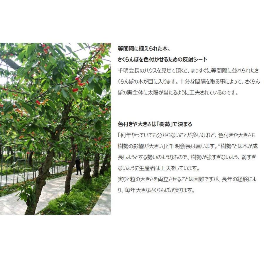 さくらんぼ 佐藤錦 夢 群馬県月夜野産 秀品 Lサイズ 約700g 約350g 2 冷蔵 送料無料 3a 豊洲からの直送便 ヤフー店 通販 Yahoo ショッピング