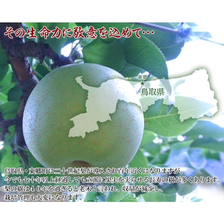 梨 鳥取県産 樹齢70年以上の樹からとれた二十世紀梨　「慶寿梨」　5〜6玉 約2kg 化粧箱入り ※冷蔵・送料無料｜tsukijiichiba｜02