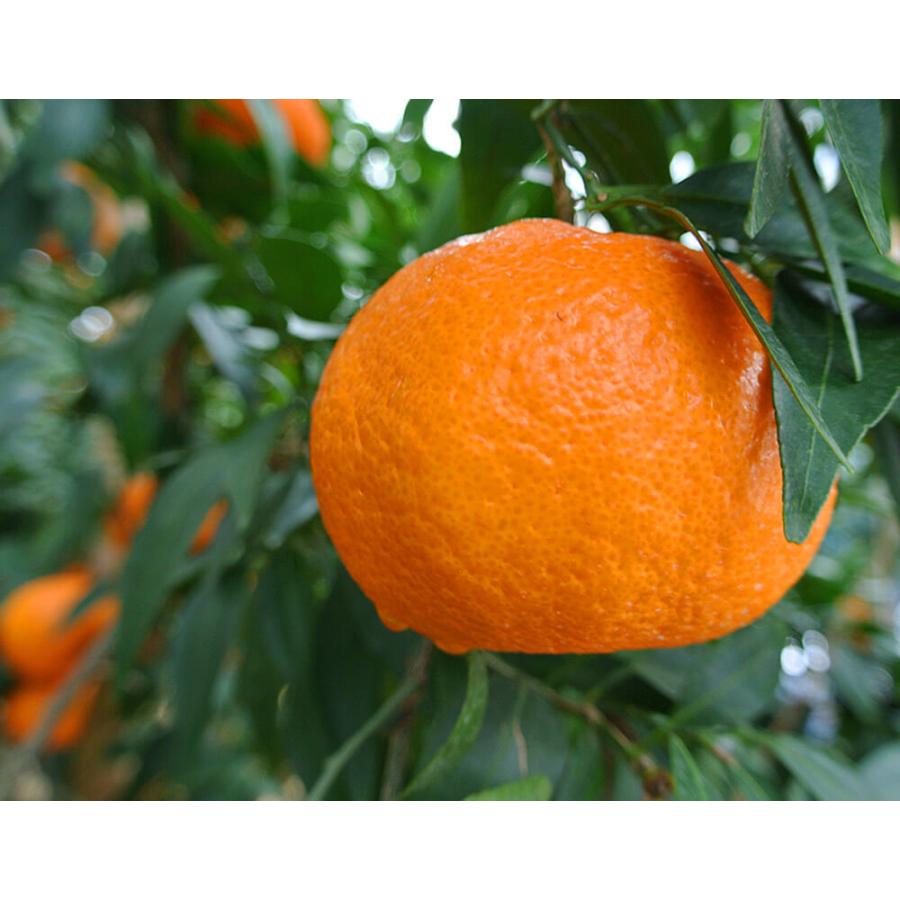 津之輝 （つのかがやき） 長崎県産柑橘 2S〜L 約2.5kg 産地箱 ※常温 JA